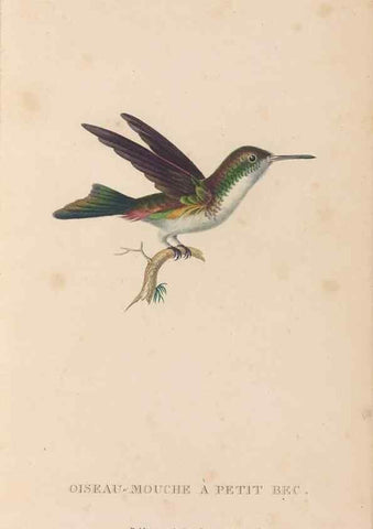 Reproducción/Reproduction 48307536942: Histoire naturelle des oiseaux-mouches :. Paris :Arthus Bertrand,[1829-1830].. 