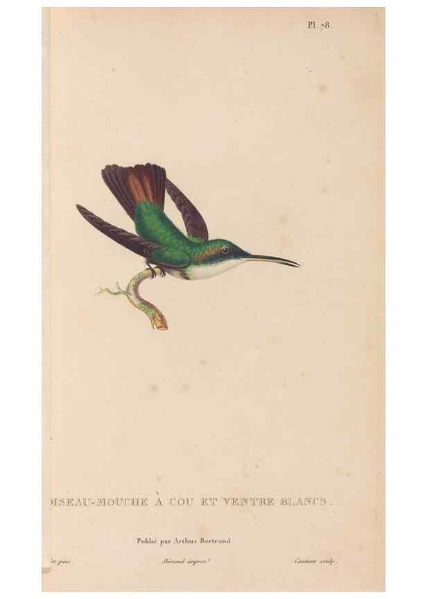 Reproducción/Reproduction 48307423686: Histoire naturelle des oiseaux-mouches :. Paris :Arthus Bertrand,[1829-1830].. 