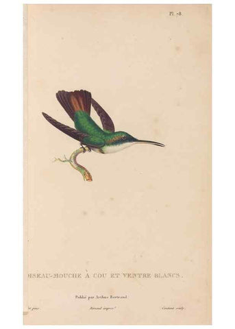 Reproducción/Reproduction 48307423686: Histoire naturelle des oiseaux-mouches :. Paris :Arthus Bertrand,[1829-1830].. 