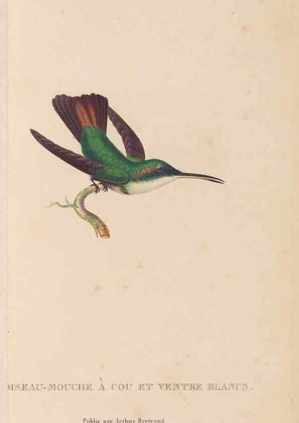 Reproducción/Reproduction 48307423686: Histoire naturelle des oiseaux-mouches :. Paris :Arthus Bertrand,[1829-1830].. 