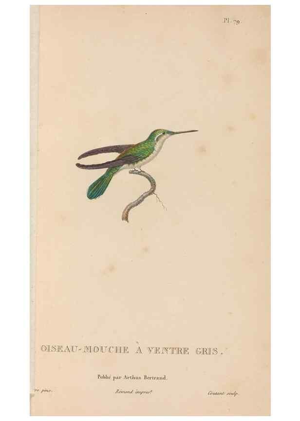 Reproducción/Reproduction 48307538052: Histoire naturelle des oiseaux-mouches :. Paris :Arthus Bertrand,[1829-1830].. 