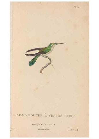 Reproducción/Reproduction 48307538052: Histoire naturelle des oiseaux-mouches :. Paris :Arthus Bertrand,[1829-1830].. 