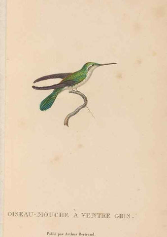 Reproducción/Reproduction 48307538052: Histoire naturelle des oiseaux-mouches :. Paris :Arthus Bertrand,[1829-1830].. 