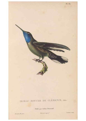 Reproducción/Reproduction 48307424381: Histoire naturelle des oiseaux-mouches :. Paris :Arthus Bertrand,[1829-1830].. 