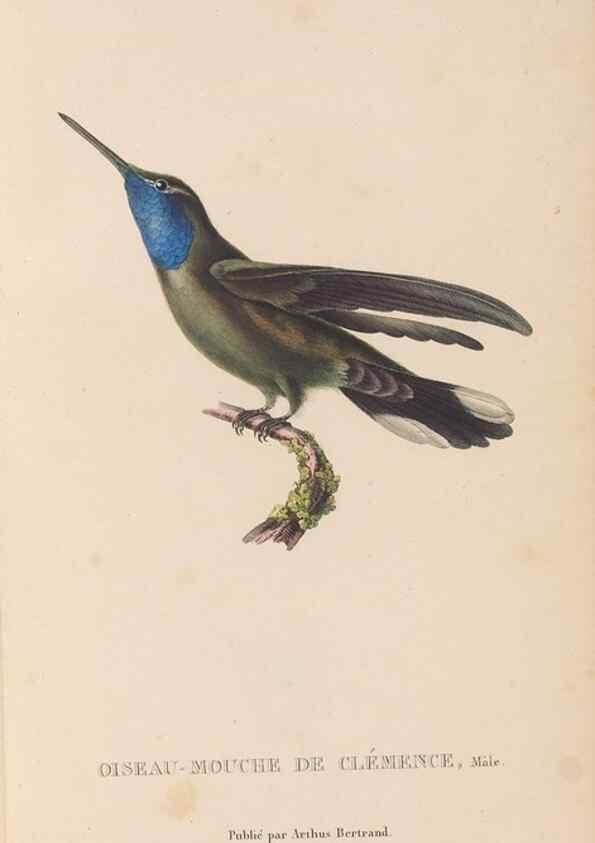 Reproducción/Reproduction 48307424381: Histoire naturelle des oiseaux-mouches :. Paris :Arthus Bertrand,[1829-1830].. 