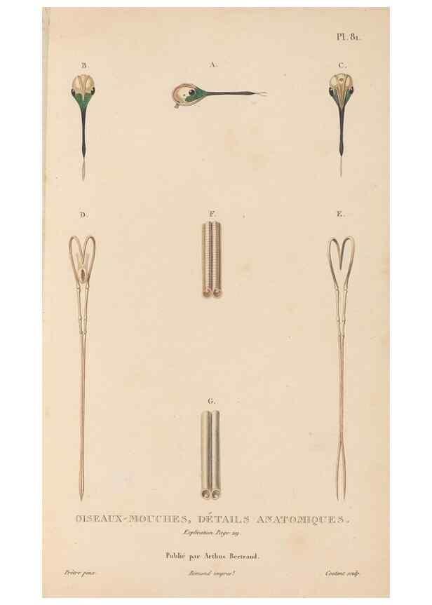Reproducción/Reproduction 48307424651: Histoire naturelle des oiseaux-mouches :. Paris :Arthus Bertrand,[1829-1830].. 