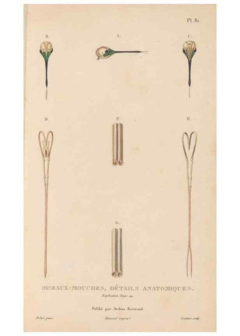 Reproducción/Reproduction 48307424651: Histoire naturelle des oiseaux-mouches :. Paris :Arthus Bertrand,[1829-1830].. 