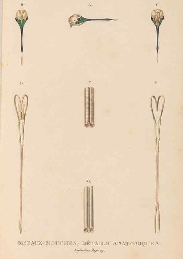 Reproducción/Reproduction 48307424651: Histoire naturelle des oiseaux-mouches :. Paris :Arthus Bertrand,[1829-1830].. 