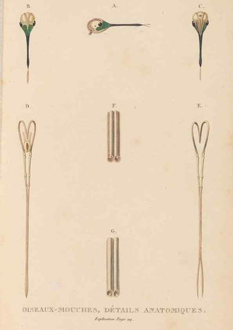 Reproducción/Reproduction 48307424651: Histoire naturelle des oiseaux-mouches :. Paris :Arthus Bertrand,[1829-1830].. 