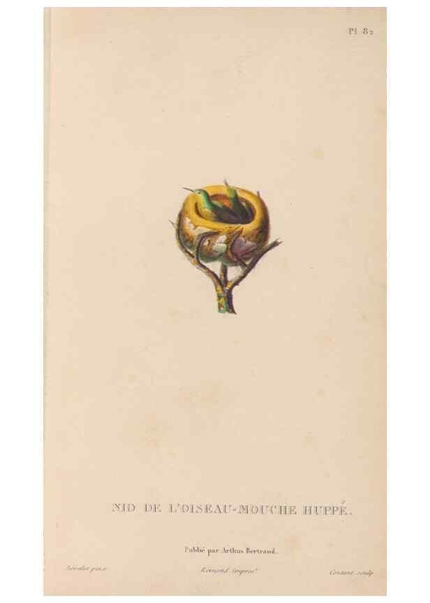 Reproducción/Reproduction 48307424911: Histoire naturelle des oiseaux-mouches :. Paris :Arthus Bertrand,[1829-1830].. 