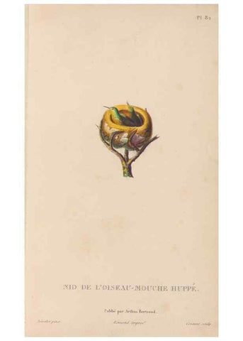 Reproducción/Reproduction 48307424911: Histoire naturelle des oiseaux-mouches :. Paris :Arthus Bertrand,[1829-1830].. 