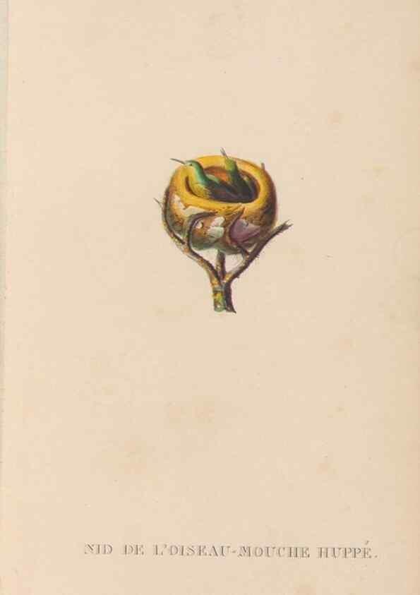 Reproducción/Reproduction 48307424911: Histoire naturelle des oiseaux-mouches :. Paris :Arthus Bertrand,[1829-1830].. 