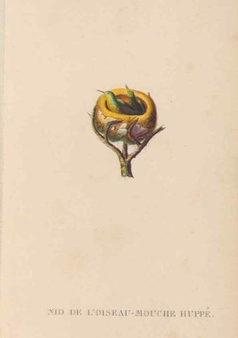 Reproducción/Reproduction 48307424911: Histoire naturelle des oiseaux-mouches :. Paris :Arthus Bertrand,[1829-1830].. 