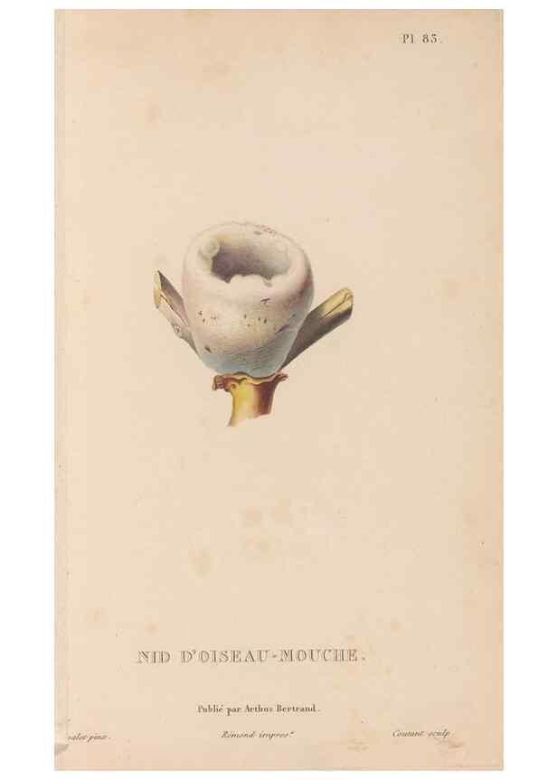 Reproducción/Reproduction 48307539412: Histoire naturelle des oiseaux-mouches :. Paris :Arthus Bertrand,[1829-1830].. 