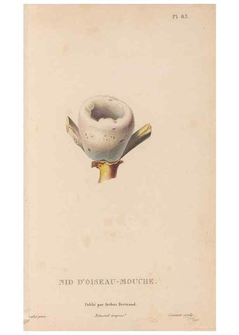 Reproducción/Reproduction 48307539412: Histoire naturelle des oiseaux-mouches :. Paris :Arthus Bertrand,[1829-1830].. 