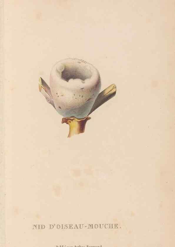 Reproducción/Reproduction 48307539412: Histoire naturelle des oiseaux-mouches :. Paris :Arthus Bertrand,[1829-1830].. 
