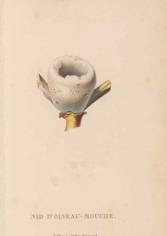 Reproducción/Reproduction 48307539412: Histoire naturelle des oiseaux-mouches :. Paris :Arthus Bertrand,[1829-1830].. 