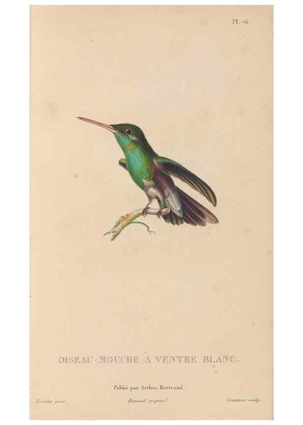 Reproducción/Reproduction 48307422641: Histoire naturelle des oiseaux-mouches :. Paris :Arthus Bertrand,[1829-1830].. 