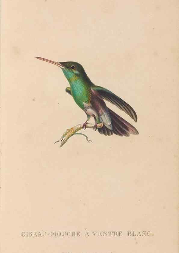 Reproducción/Reproduction 48307422641: Histoire naturelle des oiseaux-mouches :. Paris :Arthus Bertrand,[1829-1830].. 