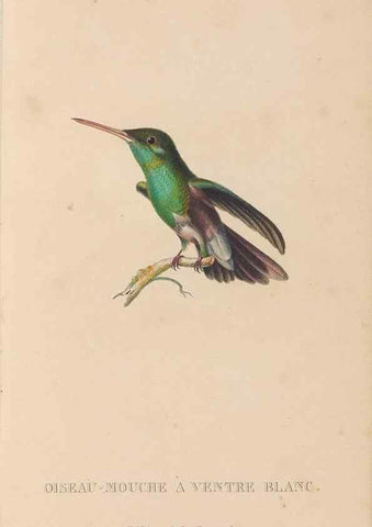 Reproducción/Reproduction 48307422641: Histoire naturelle des oiseaux-mouches :. Paris :Arthus Bertrand,[1829-1830].. 