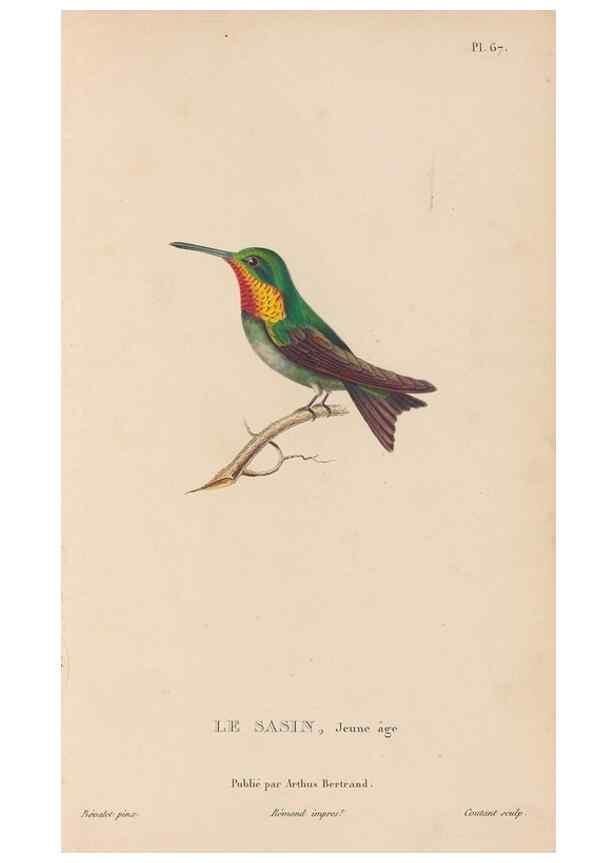 Reproducción/Reproduction 48307418496: Histoire naturelle des oiseaux-mouches :. Paris :Arthus Bertrand,[1829-1830].. 