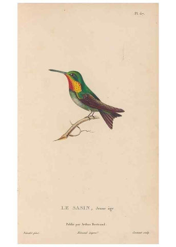 Reproducción/Reproduction 48307418496: Histoire naturelle des oiseaux-mouches :. Paris :Arthus Bertrand,[1829-1830].. 