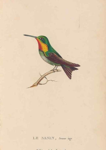 Reproducción/Reproduction 48307418496: Histoire naturelle des oiseaux-mouches :. Paris :Arthus Bertrand,[1829-1830].. 