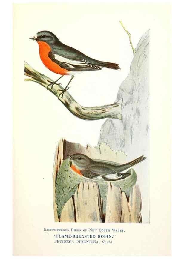 Reproducción/Reproduction 48307575491: Some useful Australian birds /. Sydney :W.A. Gullick, Govt. Printer,1921.. 