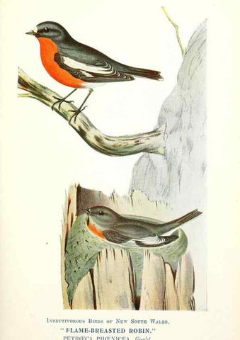 Reproducción/Reproduction 48307575491: Some useful Australian birds /. Sydney :W.A. Gullick, Govt. Printer,1921.. 