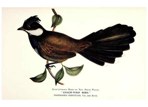 Reproducción/Reproduction 48307688837: Some useful Australian birds /. Sydney :W.A. Gullick, Govt. Printer,1921.. 