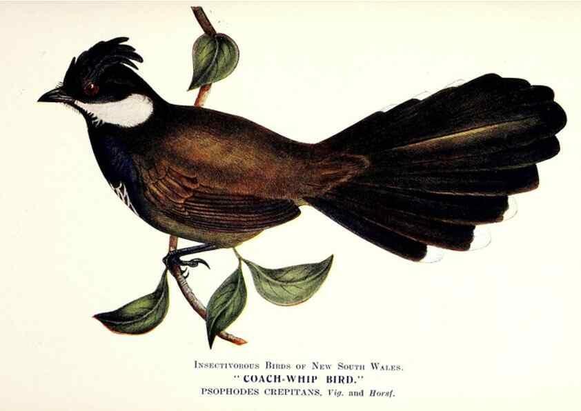Reproducción/Reproduction 48307688837: Some useful Australian birds /. Sydney :W.A. Gullick, Govt. Printer,1921.. 