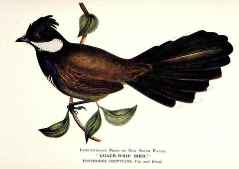 Reproducción/Reproduction 48307688837: Some useful Australian birds /. Sydney :W.A. Gullick, Govt. Printer,1921.. 