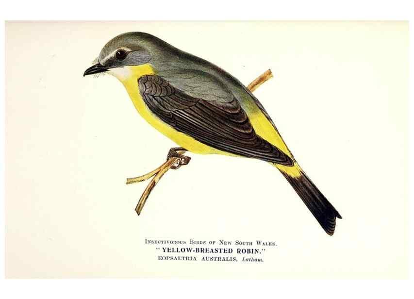 Reproducción/Reproduction 48307700687: Some useful Australian birds /. Sydney :W.A. Gullick, Govt. Printer,1921.. 