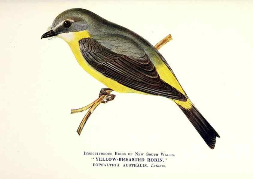 Reproducción/Reproduction 48307700687: Some useful Australian birds /. Sydney :W.A. Gullick, Govt. Printer,1921.. 