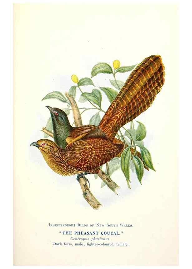 Reproducción/Reproduction 48307589061: Some useful Australian birds /. Sydney :W.A. Gullick, Govt. Printer,1921.. 