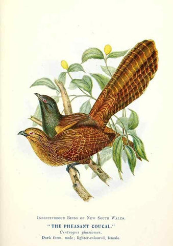 Reproducción/Reproduction 48307589061: Some useful Australian birds /. Sydney :W.A. Gullick, Govt. Printer,1921.. 