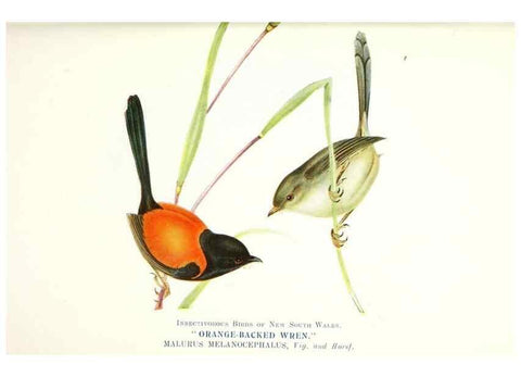 Reproducción/Reproduction 48307589526: Some useful Australian birds /. Sydney :W.A. Gullick, Govt. Printer,1921.. 