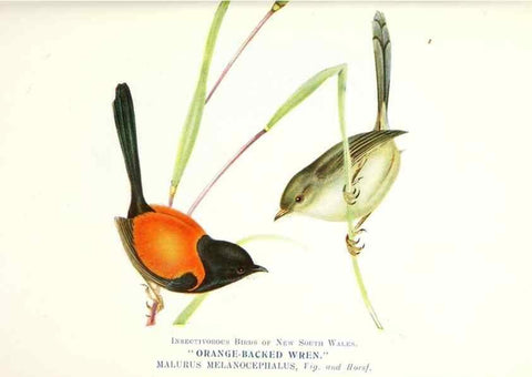 Reproducción/Reproduction 48307589526: Some useful Australian birds /. Sydney :W.A. Gullick, Govt. Printer,1921.. 