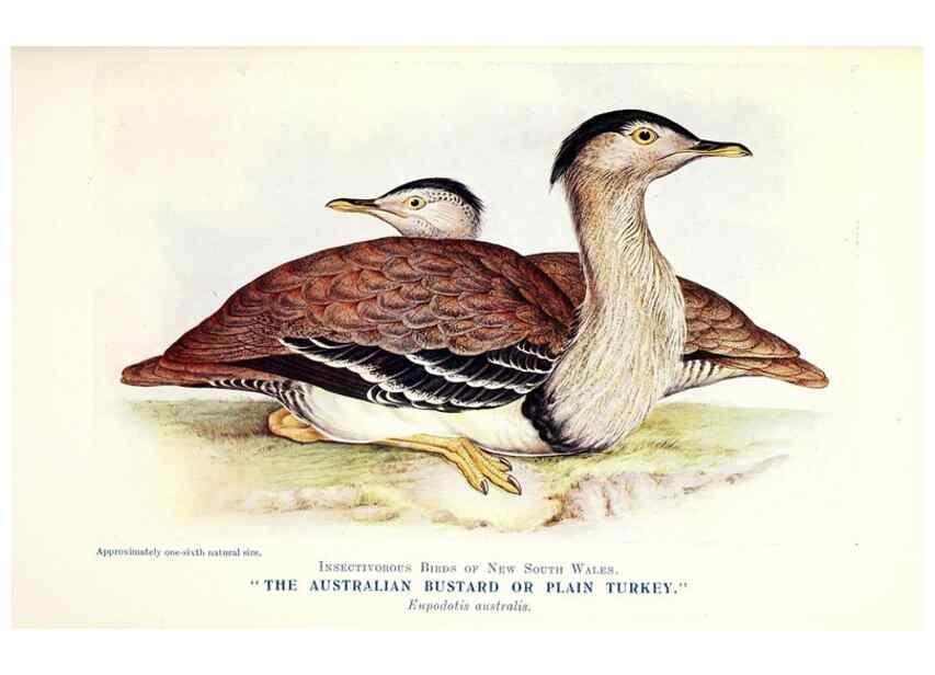 Reproducción/Reproduction 48307702172: Some useful Australian birds /. Sydney :W.A. Gullick, Govt. Printer,1921.. 