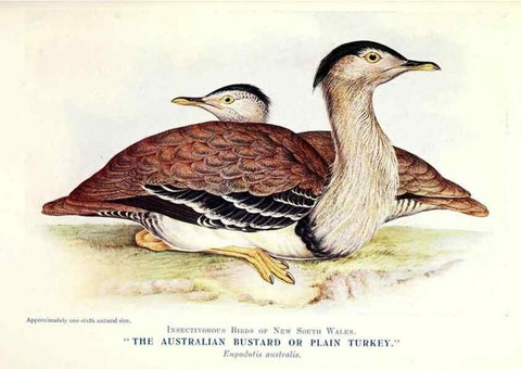 Reproducción/Reproduction 48307702172: Some useful Australian birds /. Sydney :W.A. Gullick, Govt. Printer,1921.. 