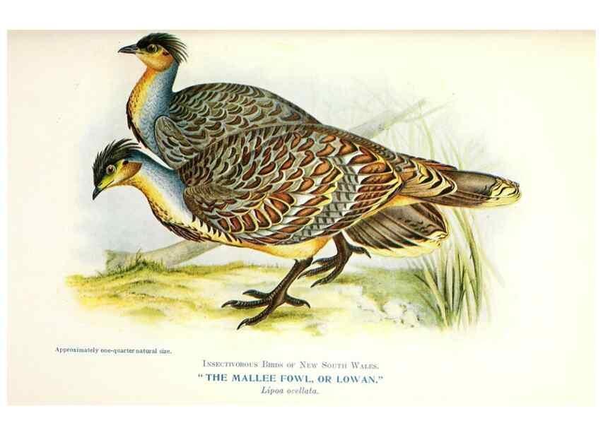 Reproducción/Reproduction 48307702787: Some useful Australian birds /. Sydney :W.A. Gullick, Govt. Printer,1921.. 