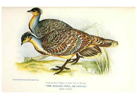 Reproducción/Reproduction 48307702787: Some useful Australian birds /. Sydney :W.A. Gullick, Govt. Printer,1921.. 