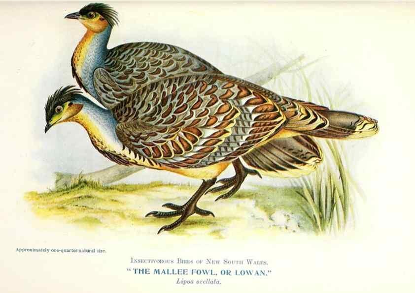 Reproducción/Reproduction 48307702787: Some useful Australian birds /. Sydney :W.A. Gullick, Govt. Printer,1921.. 