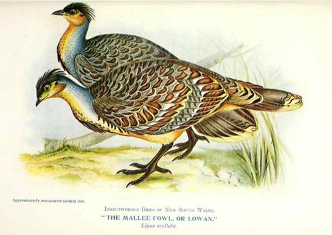 Reproducción/Reproduction 48307702787: Some useful Australian birds /. Sydney :W.A. Gullick, Govt. Printer,1921.. 