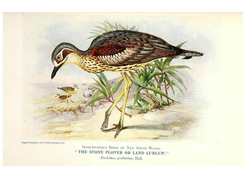 Reproducción/Reproduction 48307591471: Some useful Australian birds /. Sydney :W.A. Gullick, Govt. Printer,1921.. 