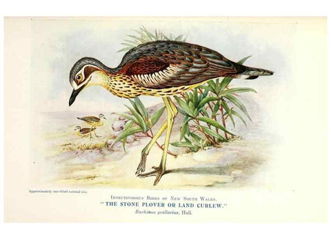 Reproducción/Reproduction 48307591471: Some useful Australian birds /. Sydney :W.A. Gullick, Govt. Printer,1921.. 