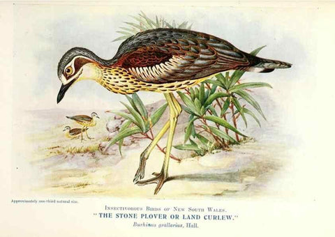Reproducción/Reproduction 48307591471: Some useful Australian birds /. Sydney :W.A. Gullick, Govt. Printer,1921.. 