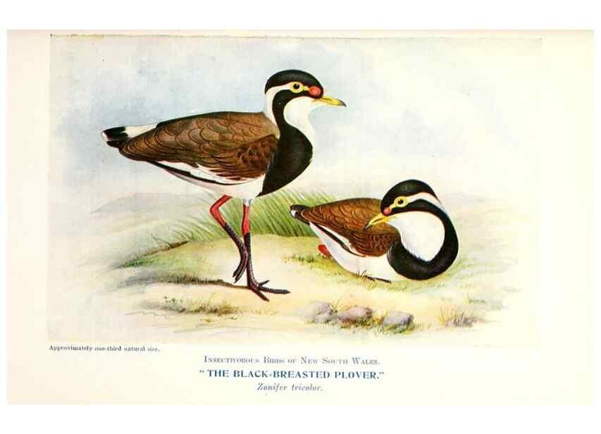 Reproducción/Reproduction 48307704127: Some useful Australian birds /. Sydney :W.A. Gullick, Govt. Printer,1921.. 