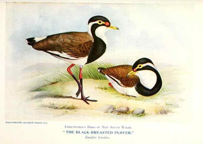 Reproducción/Reproduction 48307704127: Some useful Australian birds /. Sydney :W.A. Gullick, Govt. Printer,1921.. 