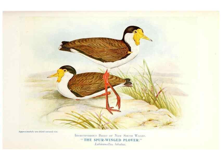 Reproducción/Reproduction 48307704612: Some useful Australian birds /. Sydney :W.A. Gullick, Govt. Printer,1921.. 
